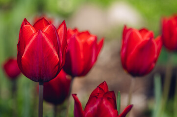 A group of red tulips