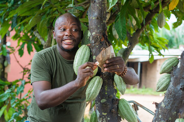 A happy African male farmer, trader, entrepreneur or businessman from Nigeria, holding and displaying multiple nigerian naira cash notes in his hands as he stands beside a cocoa tree on a farm