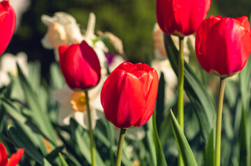Fototapeta premium A group of red tulips