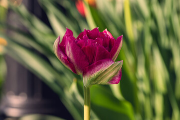 A single pink tulip in the Spring