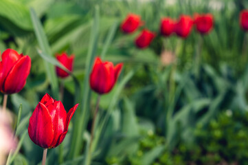 A group of red tulips