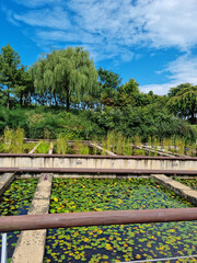 Fototapeta na wymiar It is a park where aquatic plants grow.