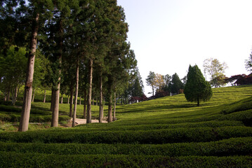 나무가 있는 보성차밭 아침 풍경