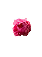 Isolated Peony