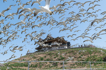【青森県八戸市蕪島】うみねこ繁殖地の春。一斉に飛び立つウミネコ