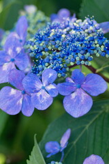紫陽花　