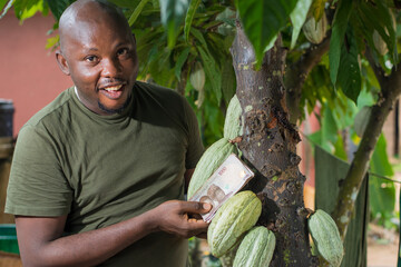 Close up shot of an African male farmer, trader, entrepreneur or businessman from Nigeria, placing multiple nigerian naira cash notes between cocoa fruits that are still on the tree in a farm