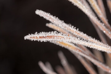 frost ice crystals on a plant