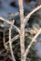 frost ice crystals