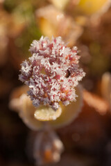 frost ice crystals close up