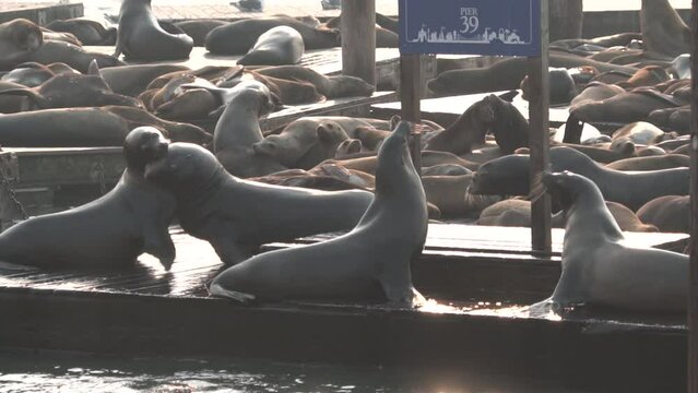 Sea lions on the docks/pier