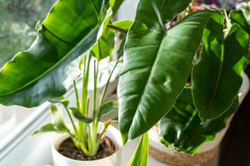 Big  philodendron Burle Marx with curly green leaves stands next to window in beige basket. Home plants, indoor garden, urban jungles. © Natali