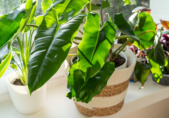Big  philodendron Burle Marx with curly green leaves stands next to window in beige basket. Home...