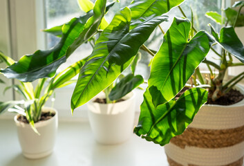 Big  philodendron Burle Marx with curly green leaves stands next to window in beige basket. Home plants, indoor garden, urban jungles.