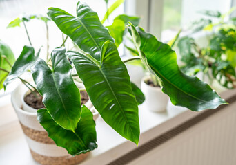 Big  philodendron Burle Marx with curly green leaves stands next to window in beige basket. Home...