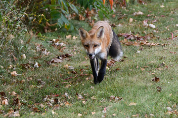A red fox hunting along the edge of an urban park and walks strait towards photographer