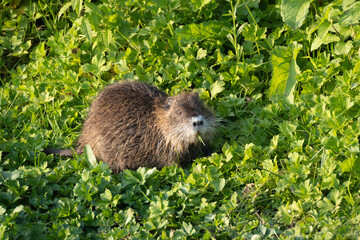 Myocastor coypus hedgehog in the grass