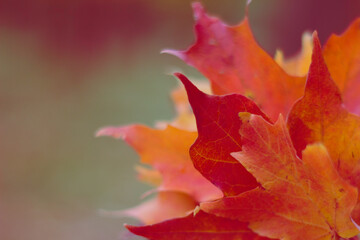 Red Autumn Leaves