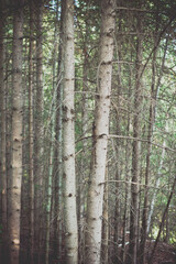 Naklejka premium Birch Trees