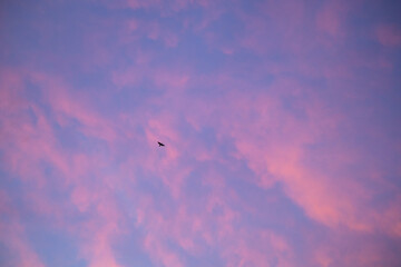 夕焼け空を駆ける鳥