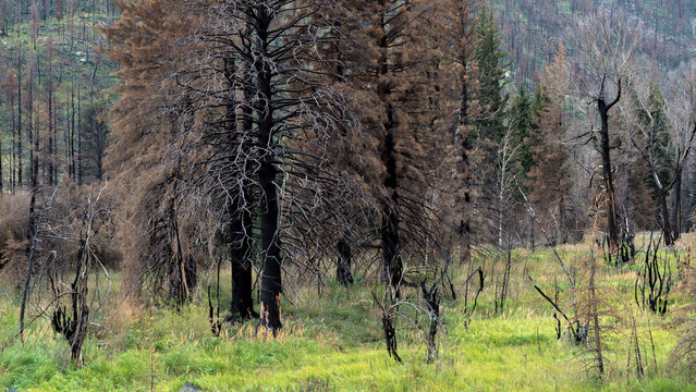 Burned trees and recovering understory at Cache La Poudre Wild and Scenic River Valley in Colorado
