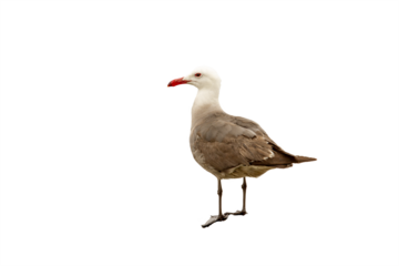 Sea Gull standing by sea shore looking out into ocean