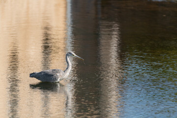 Héron cendré avec reflet dans nu plan d'eau naturel