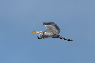 Obraz premium great blue heron ardea cinerea in flight