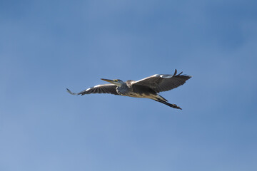 great blue heron ardea cinerea in flight