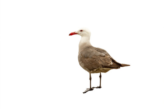 Sea Gull Standing By Sea Shore Looking Out Into Ocean