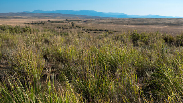 North Fork grasslands with Illinois River and Rocky Mountains in northern Colorado