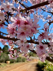 cherry blossom