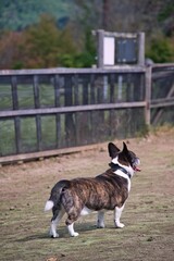 ミックス犬