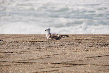 seagull bird outdoors on a rock in Rio de Janeiro, Brazil.