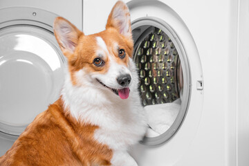 Close-up portrait redhead funny corgi stands at open washing machine, loads clothes to wash. Dog charming housekeeper, housewife helps with household chores. Cute image of advertising rinsers, powder