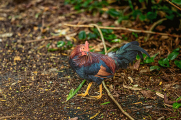 Wild Rooster  with Red and Brown Feathers in a Forest.