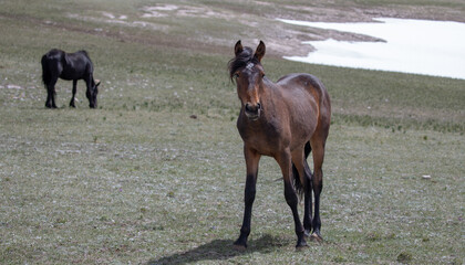 Young blood bay wild horse yearling colt in the western United States
