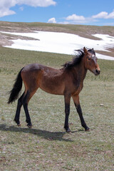 Blood bay colt wild horse in the Pryor mountains of Montana United States