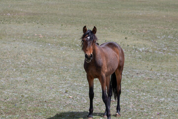 Young blood bay wild horse colt of spanish descent in the western United States