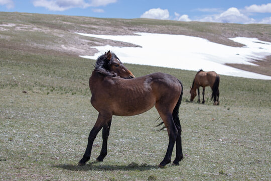 Springtime picture of young blood bay colt wild horse in the western United States