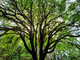 Obraz premium sun through the leaves