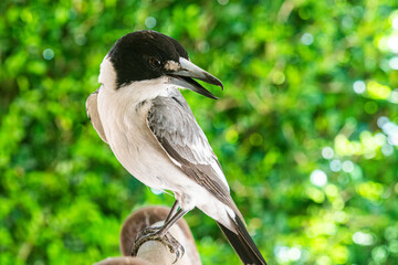 Butcher Bird ( genus Melloria) singing for his supper