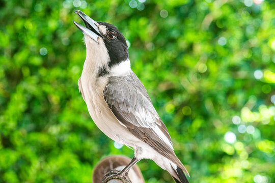 Butcher Bird Images Browse 1 263 Stock Photos Vectors and Video Butcher Bird Images Browse 1 263 Stock Photos Vectors and Video