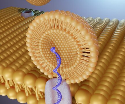 Liposome RNA Transfer Into Cell's Membrane 3d Rendering 