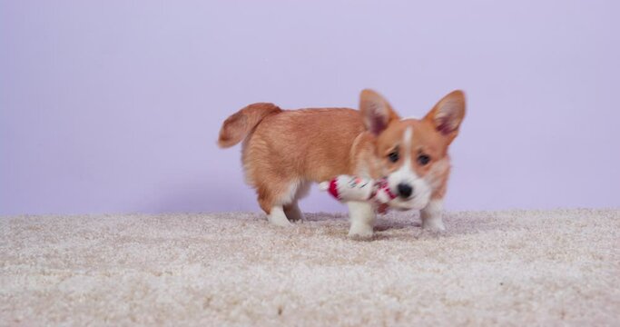 Corgi dog runs after abandoned toy picks up from floor clamps in teeth carries owner. Active games with pet at home. Teaching dog command fetch, aport training, education puppy. 