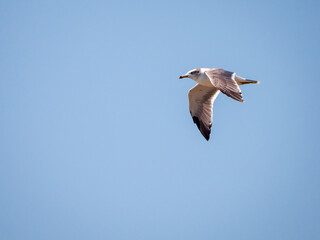 seagull flying in the sky