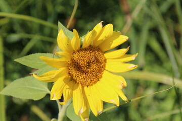Sunflower In Bloom, William Hawrelak Park, Edmonton, Alberta