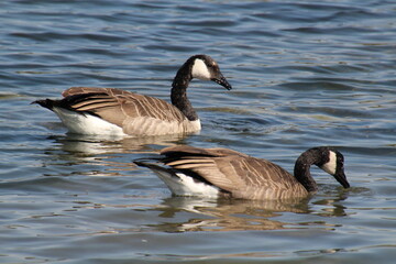 country goose branta canadensis
