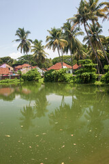 Fototapeta na wymiar Overgrown pond in Fort Kochi, Kerala, India.