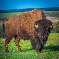 bison in the wild 